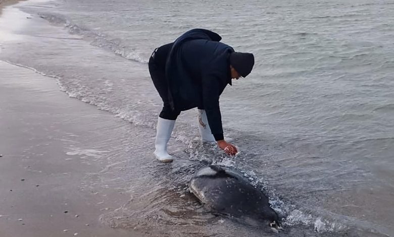 More than 130 seals found dead on the Caspian coast in Kazakhstan  World news