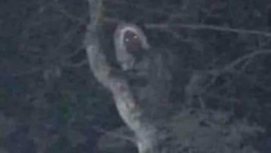 Mexican President Obrador sent a picture of what he said was an elf  World news