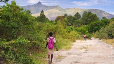 Healthy forests, healthy world, healthy people