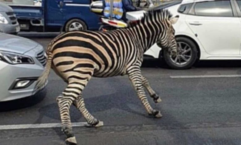 A zebra escaped from a Korean zoo, running around on the streets of Seoul  VIDEO |  World news