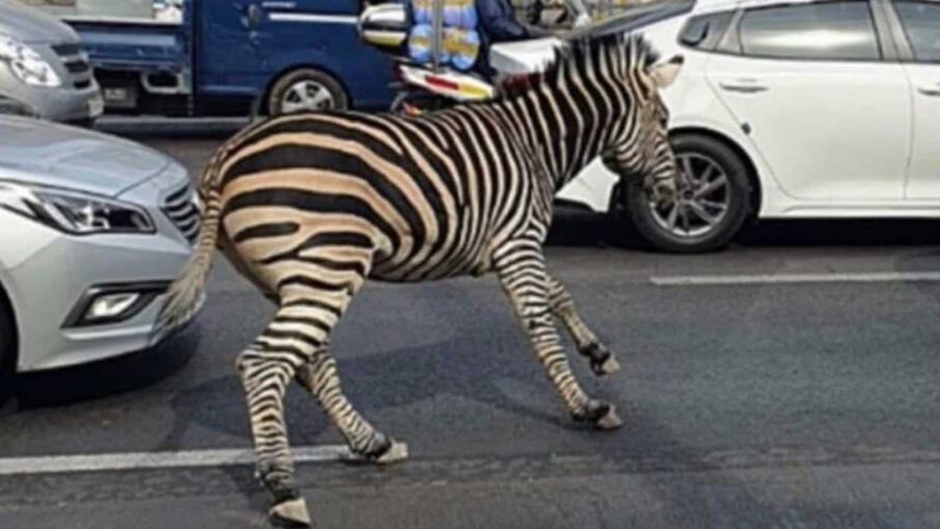 A zebra escaped from a Korean zoo, running around on the streets of Seoul  VIDEO |  World news