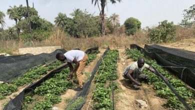 First Person: Love to eat serious Gambian food
