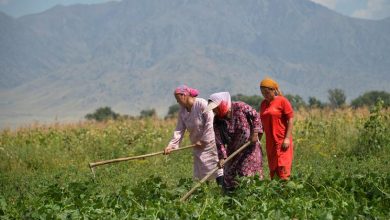 Gender inequalities in food and agriculture cost the world  trillion: FAO