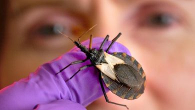 World Chagas Day calls for primary healthcare to track ‘silent’ disease