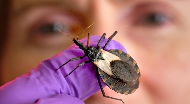 World Chagas Day calls for primary healthcare to track ‘silent’ disease