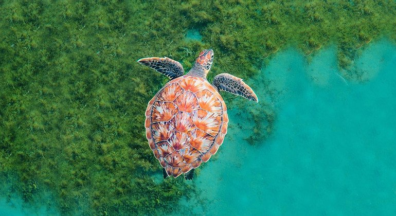 Countries must develop a ‘Global Blue Deal’ to protect the ocean: UNCTAD