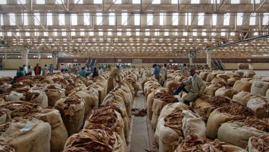 Stop growing tobacco, grow food instead, says WHO