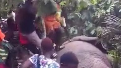 Elephant Slumps After Drinking Villagers’ 200 Litres Of Local Gin