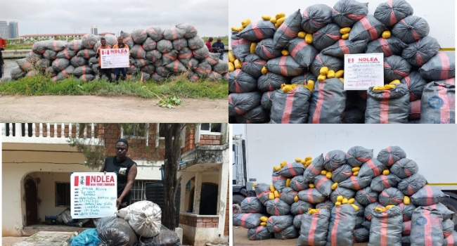 NDLEA Intercepts 5,344kg Imported Skunk Consignments In Lekki, Lagos