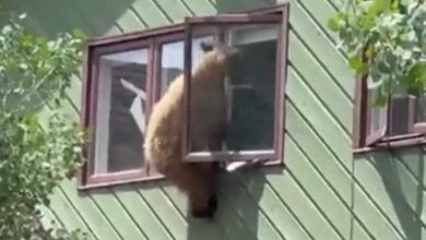 Bear break-in: Stranger tries to escape from window in Colorado |  World news