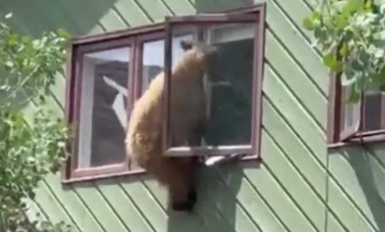 Bear break-in: Stranger tries to escape from window in Colorado |  World news