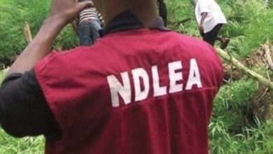 NDLEA Arrests 58, Recovers Drugs In Kano Stadium