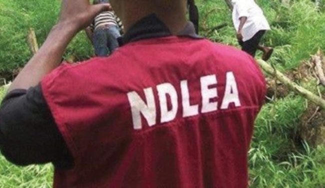 NDLEA Arrests 58, Recovers Drugs In Kano Stadium