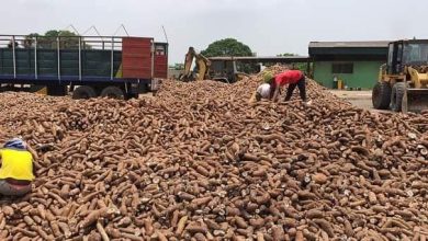 Photos: Insights Into The Global Cassava Opportunities: Understanding The Landscape