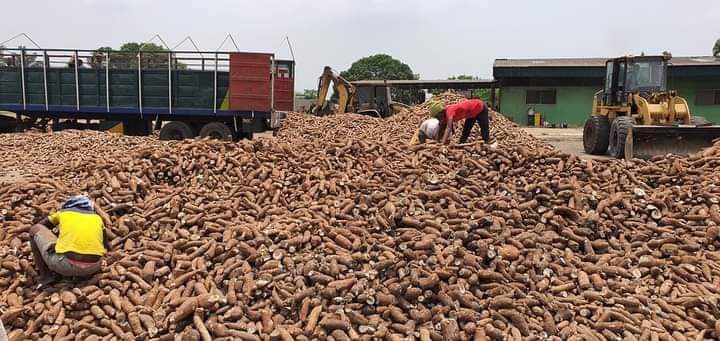 Photos: Insights Into The Global Cassava Opportunities: Understanding The Landscape