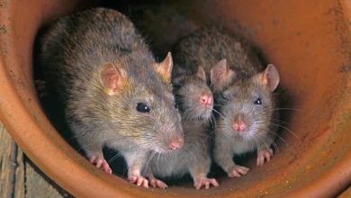 Rats At Police Headquarters Get ‘High’ On Seized Marijuana