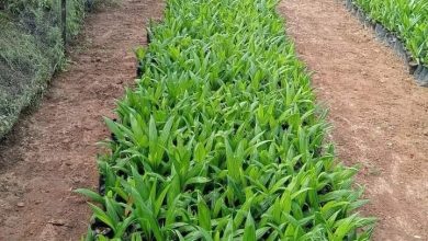 Agriculture: Ijebu East LG Breeds Hybrid Oil Palm Seedlings For Sales, Planting