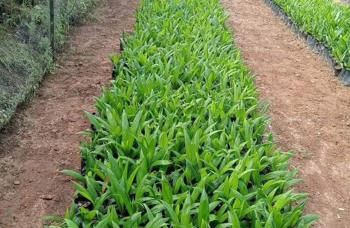 Agriculture: Ijebu East LG Breeds Hybrid Oil Palm Seedlings For Sales, Planting