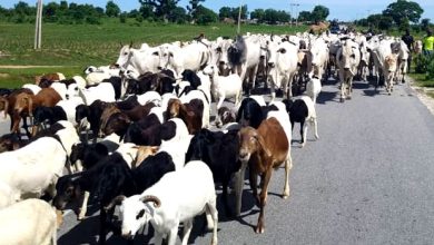 We’re Working On Solution To End Open Grazing In FCT – Wike