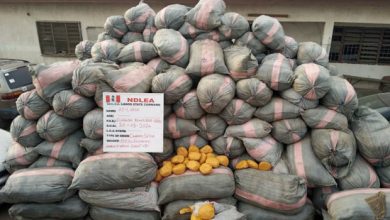 NDLEA Seizes 44,948kg Drugs, Vehicles In Lagos, Edo, Ondo Raids