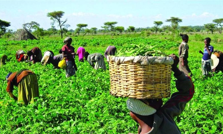 C’River farmers set for bumper harvest, says ADP