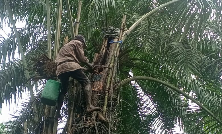SPECIAL REPORT: Decline in palm wine production leads to scarcity, adulteration SPECIAL REPORT: Decline in palm wine production leads to scarcity, adulteration