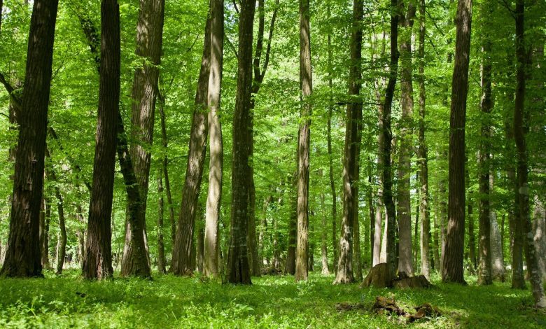 Bauchi plants 1m trees to combat desertification