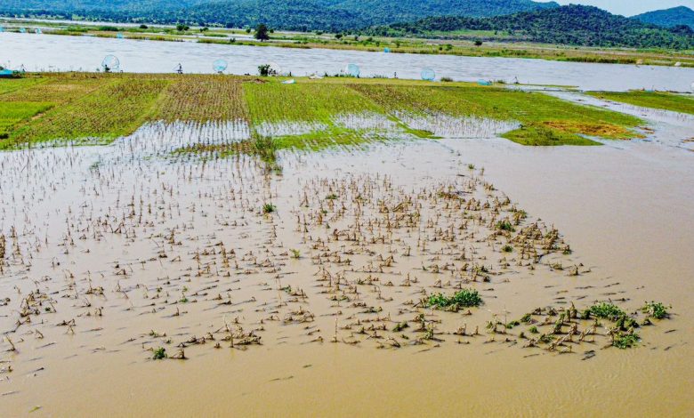 Flood: Panicky Anambra farmers embark on premature harvesting of crops