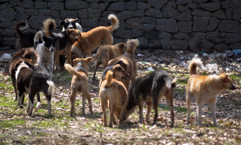 World Rabies Day 2024: Global health bodies seek increased vaccination