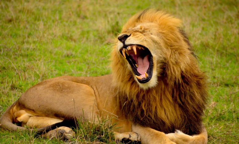 Lion kills man at Obasanjo wild life park