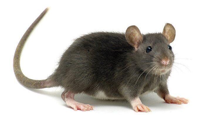 Lassa Fever: Three states lead infection chart as Nigeria records new cases