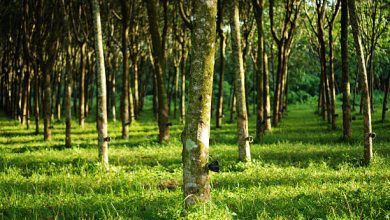 NARPPMAN To Govt: Prioritise Rubber Plantation To Boost Nation’s Economy