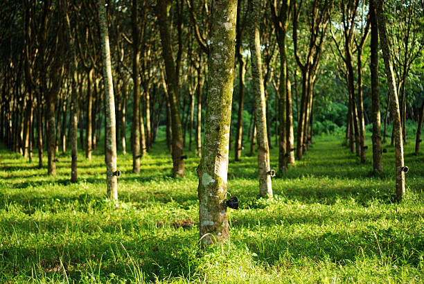 NARPPMAN To Govt: Prioritise Rubber Plantation To Boost Nation’s Economy