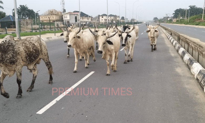 Gombe farmers frustrated over destruction of farms by cattle