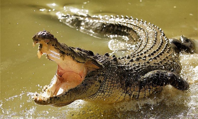 Philanthropist donates 25-year-old crocodile to UNILORIN Zoo