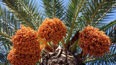 Nigeria targets N300 billion annually through date palm exportation