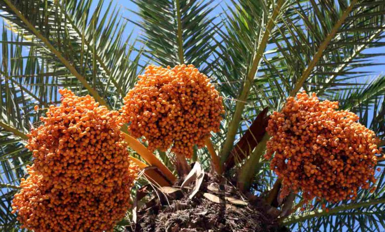 Nigeria targets N300 billion annually through date palm exportation