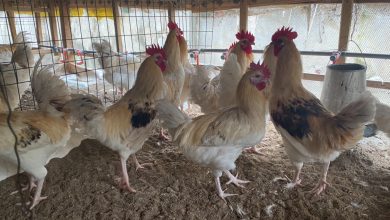 Nigerian poultry, packaging cartels drive prices up – FCCPC