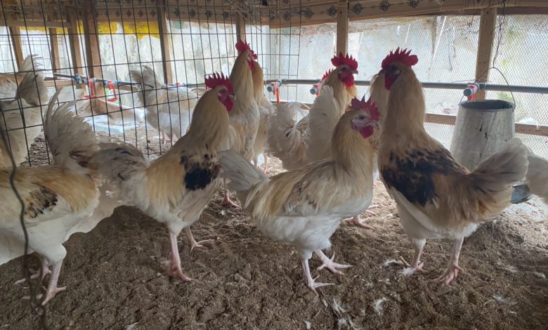 Nigerian poultry, packaging cartels drive prices up – FCCPC