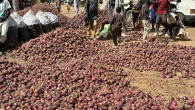 Nigerian onion farmers, marketers record 50% post-harvest losses – Association