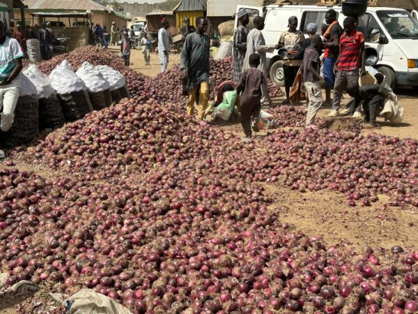 Nigerian onion farmers, marketers record 50% post-harvest losses – Association