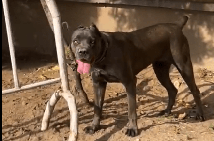 Guard’s death: Lagos police detain dog owner, confiscate three dogs