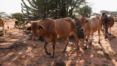 ANALYSIS: Boko Haram adopts cattle rustling to raise funds