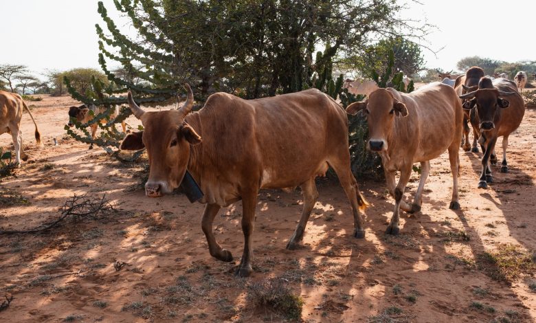 Enugu govt, rice farmers lament destruction of canal, farmlands by herders