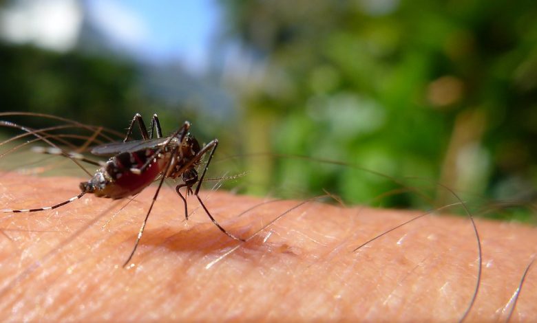 263 million malaria cases, 597,000 deaths recorded globally in 2023 – WHO