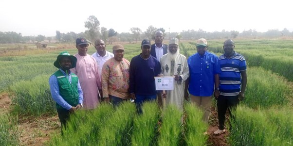 Olam Agri, LCRI unveil heat-tolerant, super early wheat variety to support Nigerian farmers