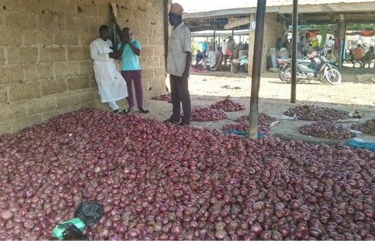 Farmers count losses as Kano community remains in darkness after 23 years