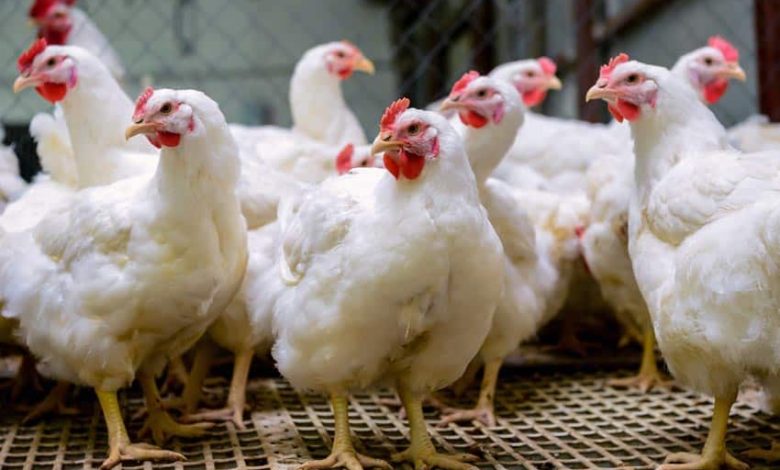 Several chickens killed as bird flu hits Kano