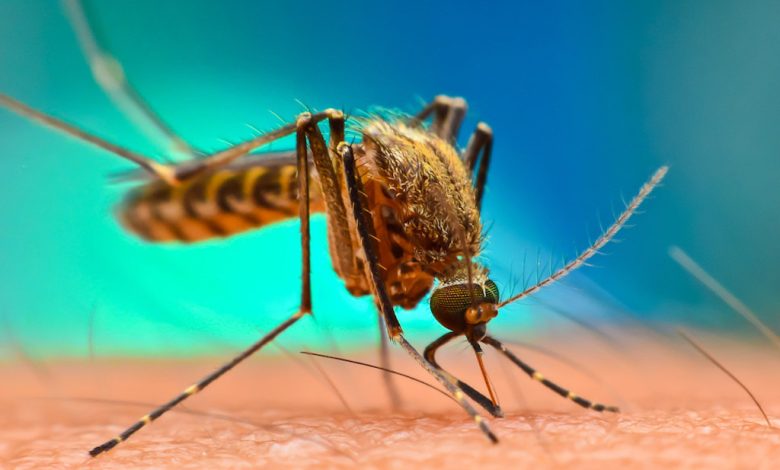 WHO prequalifies diagnostic test for P. vivax malaria relapse