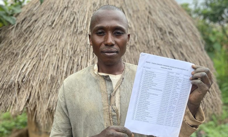 Kaduna ginger farmers excluded from relief funds after harvest losses